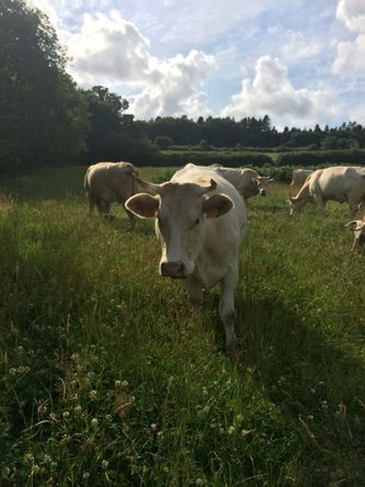 Les vaches allaitantes